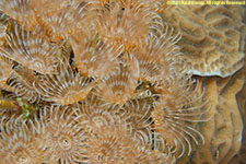 feather duster worms